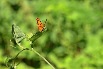 C-Falter (Polygonia c-album) auf Großer Klette (Arctium lappa)
