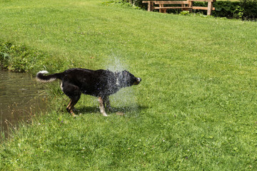 sich schüttelnder hund