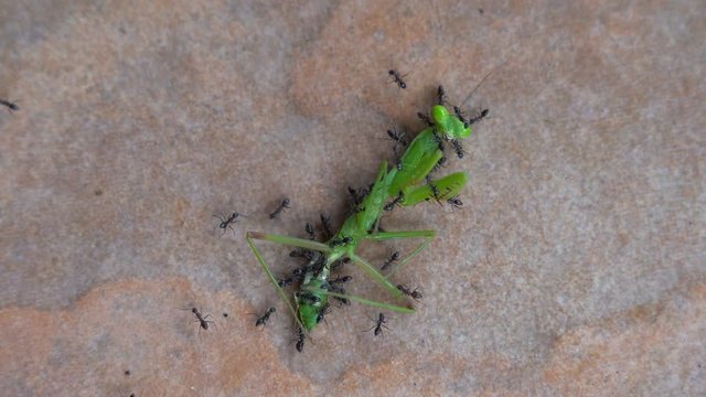 Timelapse closeup of tens of black ants attack and eat large bright green tropical grasshopper on tiled brown floor background