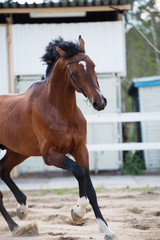 running sportive bay  stallion in paddock