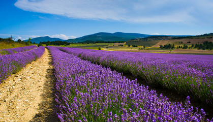 Fototapeta na wymiar Lavendelblüte in der Provence