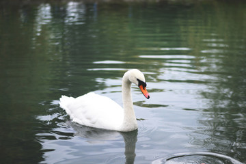 White swan floating in the lake