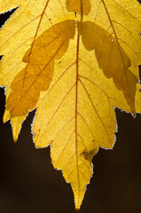 Naklejka na ściany i meble Detail image of fall colored leaf