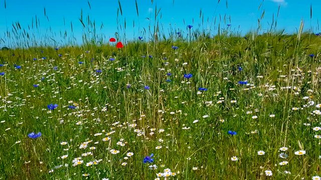 einzelner Klatschmohn auf bunter Blumenwiese im Wind