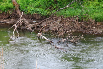 nature and river