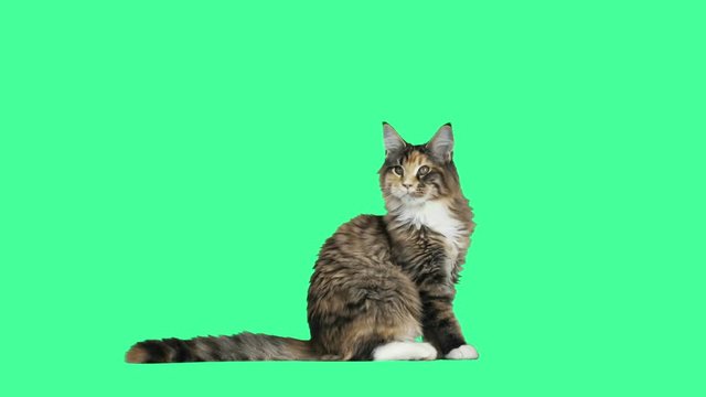 cat is sitting and looking at the green screen