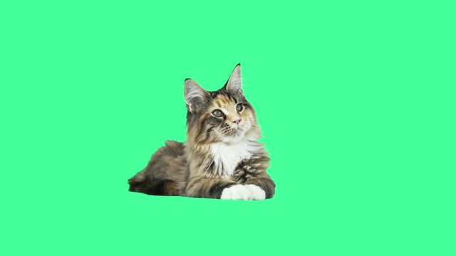 Funny cat on a green screen