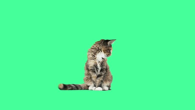 Cat On A Green Screen