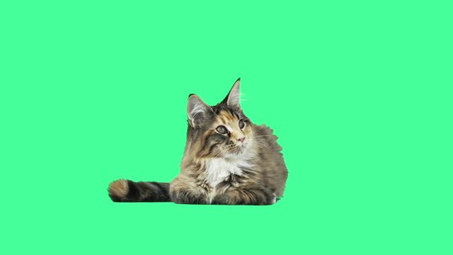 Kitten on the green screen