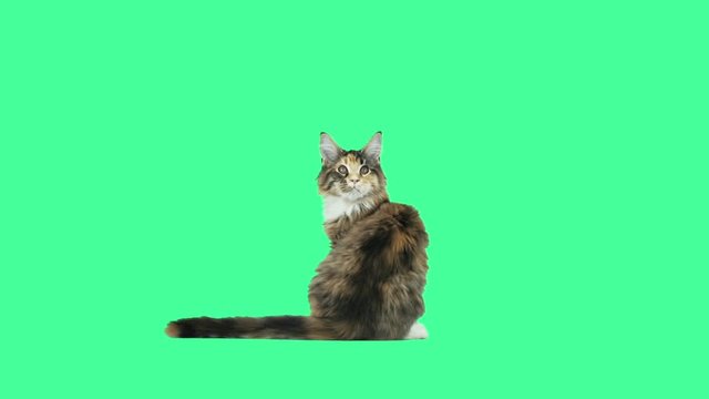 Kitty looks back at the green screen
