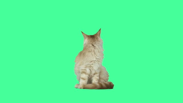 Ginger kitten looks back on green screen