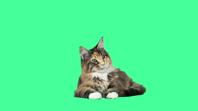 kitten lies and looks up and down on the green screen