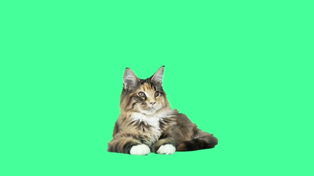 kitten lies and gazes at the green screen