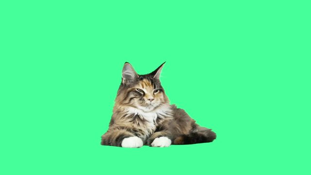 kitten lying down and staring at a green screen