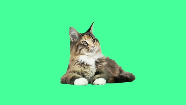 Funny kitten lies and looks at the green screen