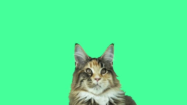 Head of a cat on a green screen