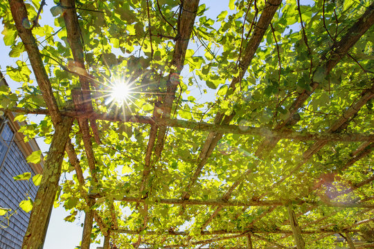 Sunlight through the grape leaves on the roof of the patio. hanging liana on the wooden roof. bottom view.  green background - Powered by Adobe