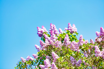 Blooming lilac