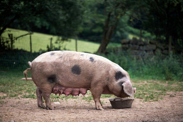 Piglet (Sus scrofa domestica) at an organic farm
