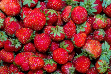 Fresh harvest of strawberries. Background of ripe fresh strawberries in full frame