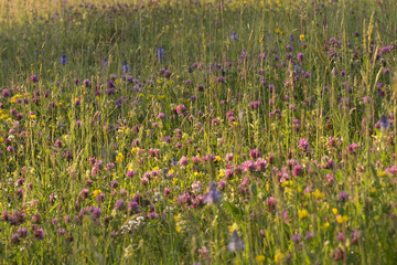 Meadow with blooming grass