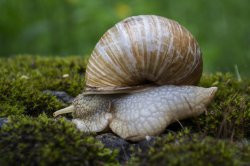 Snail on a moss-covered stone