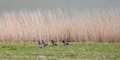 Vögel im Schilff