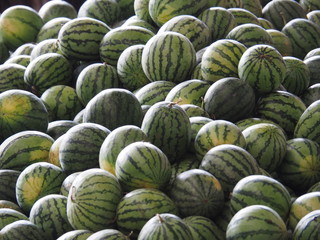 Fototapeta na wymiar Melons Everywhere