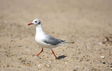 seagull on sand 