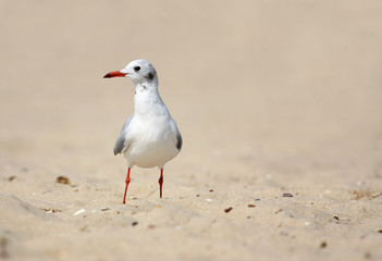 seagull on sand 