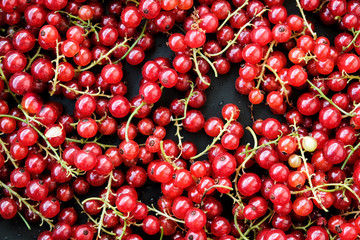 Red ripe currants on a dark background. Droplets of water.
