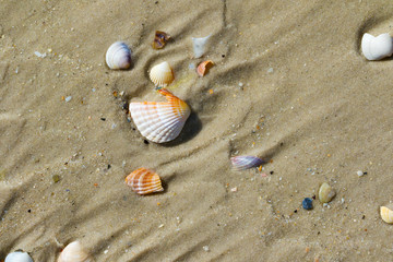 Brocken seashells on wet sand beach at hot sun summer day