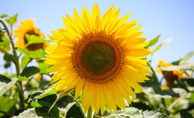 Blooming sunflower close up