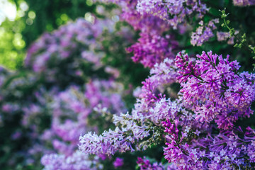 Beautiful fresh purple violet flowers. Close up of purple flowers. Spring flower, a branch of lilac. Lilac bush, lilac background. Branch with summer lilac flowers.