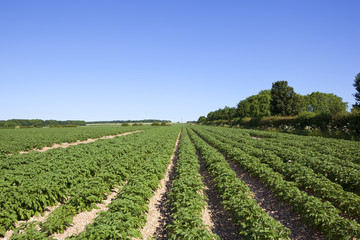 Fototapeta na wymiar sledmere potato crop