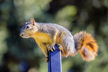 California squirrel standing on pole with natural background © Lux Blue