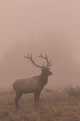 Naklejka na ściany i meble Bull Elk in Fog at Sunrsie