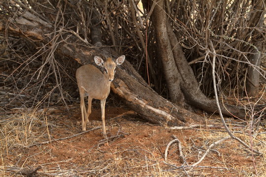 Dikdik Antilope in der Savanne von Kenia