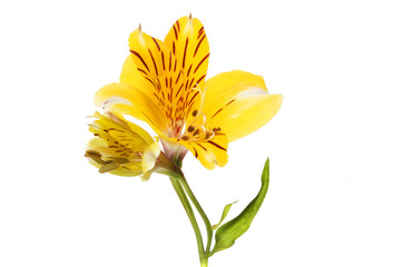 Yellow alstroemeria flower