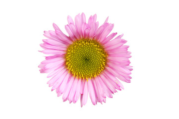 Erigeron daisy flower