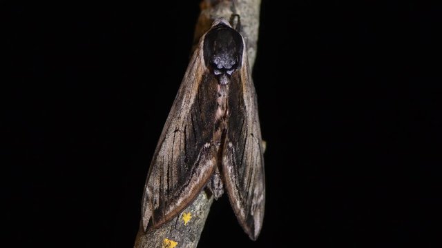 Privet hawk-moth (Sphinx ligustri) against black background. Large British hawk moth in the family Sphingidae at risk on dead wood