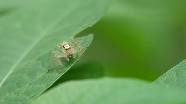 a jumping spider is trying to hide under the tree leaf