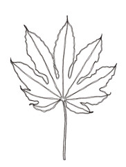 Palm leaves pen handrawn illustration