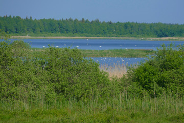 Baltoji Vokė lake is a water bird sanctuary close to Vilnius and a nature reserve. A place inhabited by a Polish national minority.