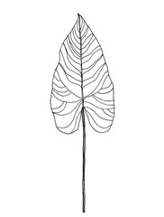 Palm leaves pen handrawn illustration