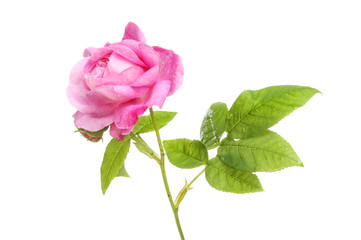 Magenta rose flower