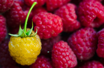 Sweet fresh organic raspberries background closeup, selective focus, free space. Macro photo. One yellow raspberry on red raspberries. Natural berry background