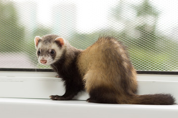 Ferret for 5 months sits on a window sill near a window equipped with a metal mesh