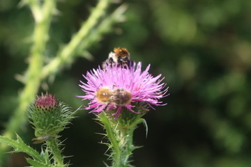 Bienen im Garten auf einer Distel
