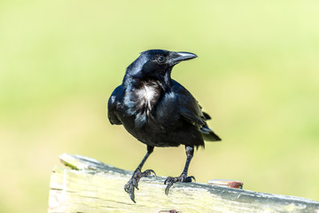 Crow on a bench closeup